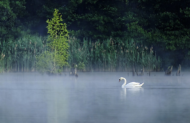 포토 JPG 해외이미지 나무 동물 호수 야생동물 자연 조류 풍경 사람없음 야외 물 안개 시골 연못 백조 내추럴 동물상 해외202004 해외포토 자연요소 식물 날씨 조형물 생태계 파일형식 이미지허브