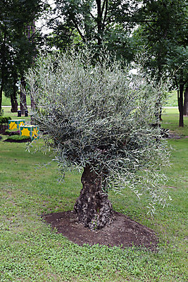 포토 JPG 해외이미지 모양 식물 디자인 꽃잎 꽃 분홍색 꽃다발 결혼 꽃무늬 자연 휴식 프레임 발렌타인데이 선물 사랑 사람없음 장식 빨간색 장미 우주 정원 보라색 스파 봄 벚꽃 하트 신선 생일 개화 다발 향수 데이지 향기 냄새 내추럴 멀티 엘리먼트 해외202004 해외포토 계절 기념일 감정 컬러 컨셉 무늬 데이이벤트 이벤트 화장품 생태계 파일형식 이미지허브