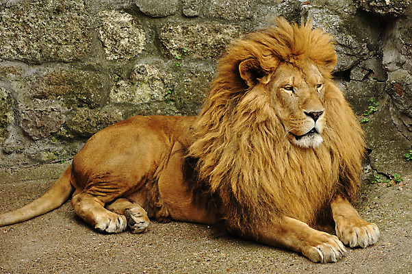 포토 JPG 해외이미지 동물 남자 얼굴 야생동물 포유류 자연 휴식 생물 털 종류 사람없음 야외 머리 고양이 위험 사자 큼 왕 육식동물 거짓말 이국적 힘찬 해외202004 해외포토 컨셉 사람 신체부위 반려동물 크기 생태계 파일형식 이미지허브