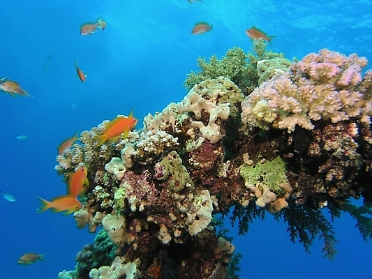 포토 JPG 해외이미지 식물 동물 야생동물 자연 표면 어류 사람없음 물 반사 수중 투명 스노클링 산호 잠수부 다이빙 암초 동물상 해외202004 해외포토 자연요소 조형물 수영 수중동물 수상스포츠 자포동물 전문직 생태계 수중스포츠 파일형식 이미지허브