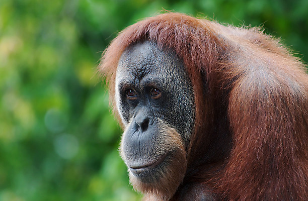 포토 JPG 해외이미지 동물 한마리 얼굴 동물원 사람없음 멸종 유인원 오랑우탄 해외202004 해외포토 1 포유류 신체부위 파일형식 이미지허브