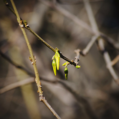 포토 JPG 해외이미지 나무 식물 계절 꽃잎 꽃 백그라운드 꽃무늬 자연 사람없음 노란색 정원 봄 벚꽃 나뭇가지 개화 해외202004 해외포토 컬러 무늬 생태계 파일형식 이미지허브
