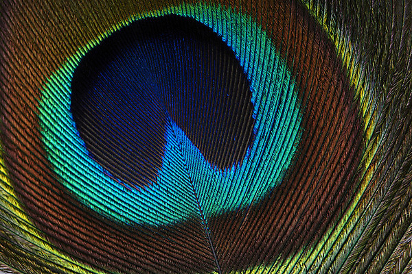 포토 JPG 해외이미지 동물 디자인 야생동물 백그라운드 패턴 자연 조류 추상 사람없음 장식 초록색 파란색 빛 컬러풀 공작 깃털 묘사 질감 해외202004 해외포토 컬러 무늬 생태계 파일형식 이미지허브