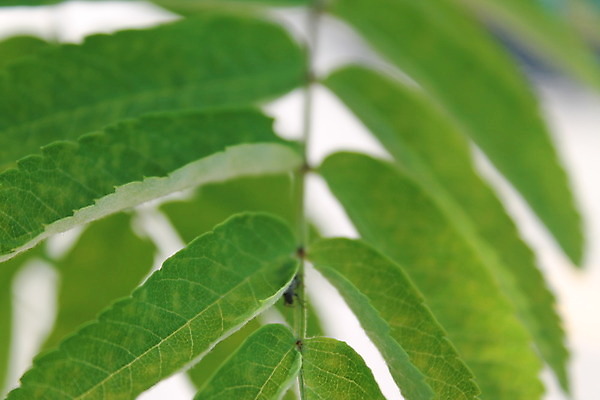 포토 JPG 해외이미지 나무 식물 공원 문화 백그라운드 잎 농업 채소 자연 추상 손바닥 사람없음 초록색 여름 새싹 우주 환경 정원 봄 성장 신선 숲 허브 원예 질감 내추럴 모종 밭일 생태학 이국적 세련 미니멀 해외202004 해외포토 손 계절 공공시설 교육 산업 컬러 무늬 취미 생태계 파일형식 이미지허브