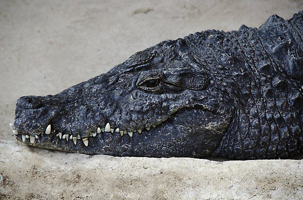 포토 JPG 해외이미지 동물 응시 야생동물 파충류 아프리카 자연 생물 저울 사람없음 야외 반사 회색 입 기다림 위험 무서움 육식동물 악어 변장 사냥꾼 서식지 내추럴 몬스터 생태학 해외202004 해외포토 직업 시선 교육 감정 나라 컬러 컨셉 모션 신체부위 생태계 파일형식 이미지허브