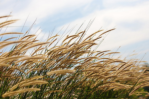 포토 JPG 해외이미지 식물 꽃 길 백그라운드 잎 패턴 밭 자연 하늘 건조 사람없음 야외 장식 초록색 여름 파란색 햇빛 정원 보라색 성장 분수 난쟁이 광 영원 해외202004 해외포토 계절 컬러 무늬 농업 태양 생태계 파일형식 이미지허브