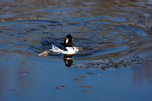 포토 JPG 해외이미지 호수 야생동물 자연 조류 오리 사람없음 물 컬러풀 수영 연못 떨어짐 깃털 해외202004 해외포토 자연요소 동물 컬러 컨셉 수상스포츠 생태계 파일형식 이미지허브