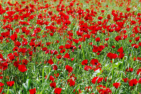 포토 JPG 해외이미지 식물 계절 꽃잎 꽃 백그라운드 잎 꽃무늬 밭 자연 풍경 사람없음 야외 빨간색 초록색 컬러풀 봄 활발 벚꽃 시골 허브 양귀비 강렬 해외202004 해외포토 컬러 컨셉 무늬 농업 생태계 파일형식 이미지허브