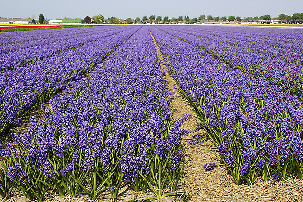 포토 JPG 해외이미지 식물 꽃잎 꽃 분홍색 꽃무늬 밭 농업 전구 자연 하늘 풍경 사람없음 파란색 컬러풀 농장 농경지 정원 보라색 봄 시골 침대 땅 네덜란드 화단 밭일 히아신스 해외202004 해외포토 계절 유럽 산업 컬러 가구 무늬 생태계 파일형식 이미지허브