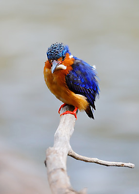 포토 JPG 해외이미지 주간 야생동물 자연 조류 사람없음 야외 나뭇가지 물새 마다가스카르 물총새 해외202004 해외포토 자연요소 나무 동물 생태계 파일형식 이미지허브