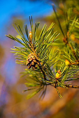 포토 JPG 해외이미지 나무 식물 전통 계절 여자 백그라운드 잎 크리스마스 자연 씨앗 사람없음 야외 목재 장식 초록색 갈색 축제 봄 흰색 나뭇가지 신선 소나무 파마 닫기 숲 심볼 묘사 솔방울 상록수 침엽수 전나무 원뿔 내추럴 고립 가문비나무 해외202004 해외포토 도형 헤어스타일 기념일 컬러 재료 모션 사람 생태계 파일형식 이미지허브
