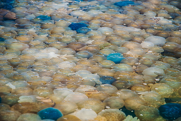 포토 JPG 해외이미지 꽃 호수 바다 섬 종류 어류 사람없음 초록색 물 컬러풀 수중 구멍 해조류 변화 황금 산호 보호 수집 싱크대 생태계 생물학 태평양 암초 젤리 서식지 해파리 생태학 석회암 소금물 인구 해외202004 해외포토 자연요소 식물 교육 컬러 컨셉 디저트 수중동물 암석 해양식물 자포동물 개수대 파일형식 이미지허브