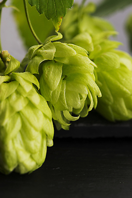 포토 JPG 해외이미지 검은배경 실내 근접촬영 사람없음 아웃포커스 해외202004 홉 해외포토 식물 뷰포인트 백그라운드 촬영기법 내부 검은색 파일형식 이미지허브