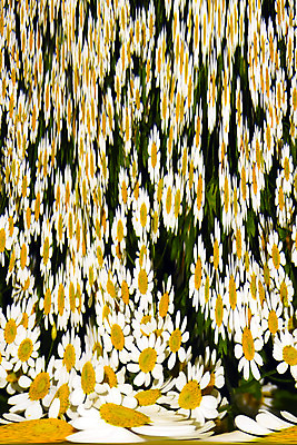 포토 JPG 해외이미지 식물 꽃 화분 꽃무늬 패턴 자연 벽지 국화 미술 사람없음 초록색 여름 노란색 정원 봄 카펫 폭포 꿈 벚꽃 가을 흰색 커튼 소프트포커스 데이지 화단 공상 샤워실 해외202004 해외포토 계절 컬러 무늬 문화예술 촬영기법 생태계 샤워시설 파일형식 이미지허브