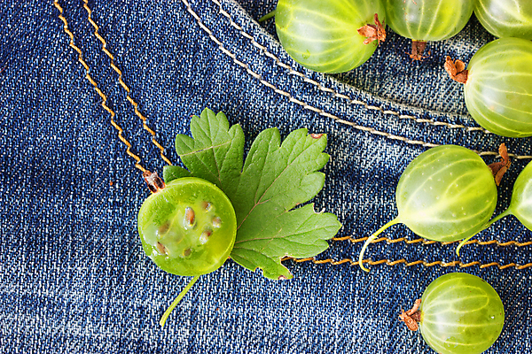 포토 JPG 해외이미지 잎 단면 사람없음 초록색 하이앵글 청바지 질감 구스베리 해외202004 해외포토 식물 열매 뷰포인트 컬러 바지 파일형식 이미지허브