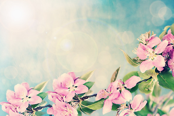 포토 JPG 해외이미지 나무 식물 공원 꽃잎 꽃 백그라운드 자연 하늘 사람없음 여름 파란색 평화 우주 맑음 봄 벚꽃 게 흰색 나뭇가지 신선 개화 선택 사과 소프트포커스 과수원 4월 5월 그림 보케 부드러움 꽃수술 블러 소셜네트워크 해외202004 해외포토 계절 공공시설 컬러 컨셉 농업 과일 날씨 촬영기법 갑각류 감각 날짜 생태계 파일형식 이미지허브