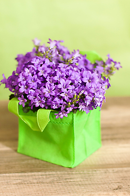 포토 JPG 해외이미지 식물 꽃잎 꽃 꽃다발 백그라운드 꽃무늬 자연 사람없음 야외 장식 초록색 컬러풀 정원 보라색 봄 성장 시골 침대 개화 숲 5월 다발 순수 향기 라일락 분재 블루벨 블루스 영원 캄파눌라 많음 해외202004 해외포토 나무 계절 컬러 가구 컨셉 무늬 날짜 생태계 냄새 파일형식 이미지허브