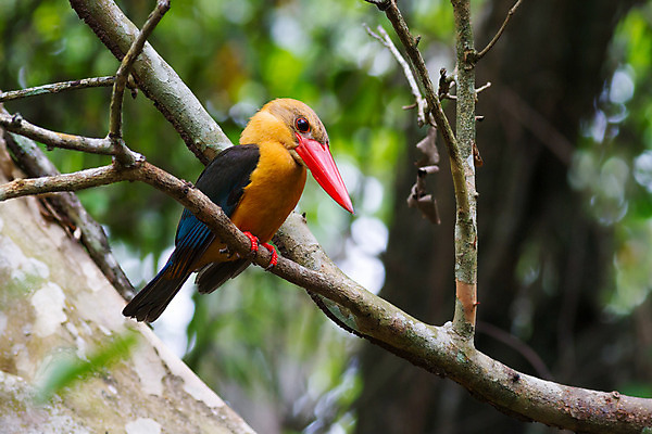포토 JPG 해외이미지 동물 아시아 야생동물 태국 자연 조류 사람없음 초록색 컬러풀 나뭇가지 경보 물총새 해외202004 해외포토 나무 나라 컬러 생태계 파일형식 이미지허브