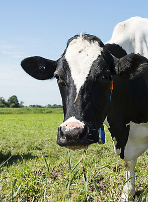 포토 JPG 해외이미지 동물 얼굴 백그라운드 밭 농업 포유류 하늘 사람없음 초록색 파란색 농장 농경지 머리 검은색 소고기 흰색 시골 소 방목 해외202004 해외포토 산업 컬러 육류 신체부위 축산업 파일형식 이미지허브