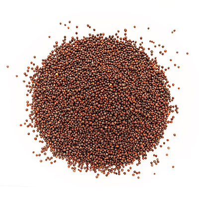 포토 JPG 해외이미지 사람없음 흰색 낟알 향신료 겨자씨 해외202004 해외포토 컬러 씨앗 향미료 파일형식 이미지허브