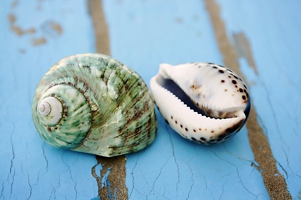 포토 JPG 해외이미지 디자인 모래 바다 여행 백그라운드 패턴 자연 벽지 표면 추상 휴가 바닥 사람없음 목재 장식 초록색 파란색 모래사장 컬러풀 갈색 사막 수확 껍질 판넬 거친 묘사 질감 복고 내추럴 넘어짐 옛날 터키석 해외202004 해외포토 나무 컬러 무늬 농업 재료 모션 보석 생태계 파일형식 이미지허브