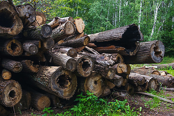 포토 JPG 해외이미지 나무 디자인 산업 벽 공장 자연 풍경 사람없음 목재 장식 갈색 쌓기 가을 시골 소나무 원형 균열 제조 숲 장작 묘사 오브젝트 에코 날것 통나무 잡동사니 흙더미 내추럴 방앗간 벌목 삼림지대 생태학 수목 옛날 해외202004 해외포토 도형 식물 계절 교육 컬러 재료 공업 모션 환경 흙 생태계 파일형식 더미 이미지허브