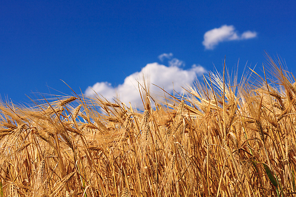 포토 JPG 해외이미지 식물 구름 산업 음식 빵 밭 농업 하늘 건강 옥수수 씨앗 사람없음 여름 파란색 농작물 햇빛 농장 노란색 성장 시골 황금 낟알 시리얼 밀 장면 밀짚 숙성 호밀 세련 해외202004 해외포토 자연요소 계절 컬러 곡류 태양 짚 파일형식 이미지허브