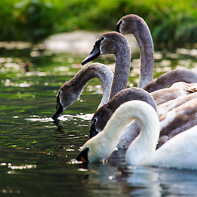 포토 JPG 해외이미지 동물 공원 여자 남자 호수 물결 야생동물 날개 자연 조류 엄마 병아리 사람없음 초록색 물 여름 강 반사 평화 환경 수영 침묵 봄 흰색 아기 연못 쌍 우아함 보호 순수 깃털 꼬리 부리 백조 목 벙어리 웅장함 해외202004 해외포토 자연요소 계절 공공시설 컬러 컨셉 가족 사람 신체부위 소리 수상스포츠 생태계 파일형식 이미지허브