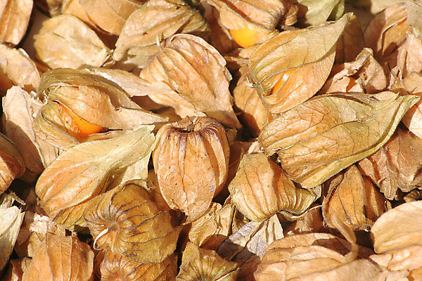 포토 JPG 해외이미지 열매 음식 과일 재료 건강 사람없음 세일 신선 시장 달콤 성분 많음 해외202004 해외포토 식물 컨셉 맛 파일형식 이미지허브