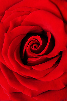 포토 JPG 해외이미지 식물 꽃 자연 사람없음 빨간색 장미 봄 묘사 고립 해외202004 해외포토 계절 컬러 생태계 파일형식 이미지허브