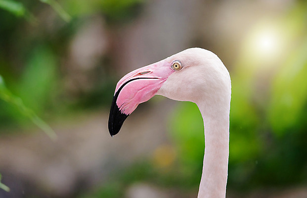 포토 JPG 해외이미지 동물 호수 야생동물 분홍색 백그라운드 아프리카 자연 조류 동물원 사람없음 빨간색 물 컬러풀 머리 프랑스 흰색 큼 플라밍고 깃털 부리 목 쿠바 내추럴 고립 동물상 이국적 해외202004 해외포토 자연요소 유럽 나라 컬러 신체부위 조형물 중앙아메리카 크기 생태계 파일형식 이미지허브