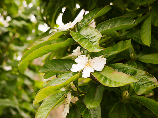 포토 JPG 해외이미지 나무 식물 계절 꽃잎 꽃 줄기 분홍색 백그라운드 잎 꽃무늬 자연 하늘 새로움 사랑 사람없음 야외 초록색 햇빛 노란색 머리 정원 침묵 봄 성장 벚꽃 흰색 나뭇가지 축하 신선 개화 부드러움 꽃수술 해외202004 해외포토 감정 컬러 컨셉 무늬 신체부위 태양 소리 감각 생태계 파일형식 이미지허브
