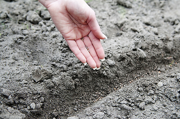 포토 JPG 해외이미지 손 채소 부분 자연 씨앗 한명 정원 흙 봄 침대 작업 원예 줄서기 총각무 파종 해외202004 해외포토 식물 1 계절 가구 모션 사람 취미 신체부위 농사 무 생태계 파일형식 이미지허브