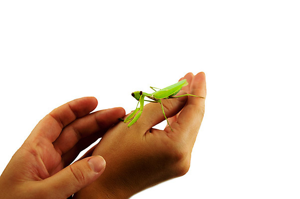 포토 JPG 해외이미지 동물 1 야생동물 포즈 곤충 백그라운드 잎 자연 생물 실내 서기 사람없음 옆모습 초록색 머리 흰색 기도 닫기 벌레 고독 흉부 고립 포식 해외202004 해외포토 식물 감정 뷰포인트 컬러 모션 내부 신체부위 호흡기관 생태계 파일형식 이미지허브