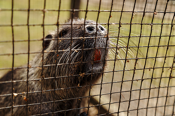 포토 JPG 해외이미지 동물 얼굴 겨울 포유류 자연 털 사람없음 야외 갈색 추위 잡기 닫기 떨어짐 먹기 총구 해외202004 해외포토 계절 컬러 컨셉 모션 신체부위 생태계 파일형식 이미지허브