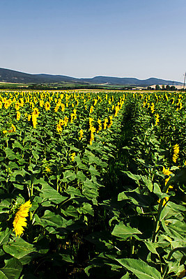 포토 JPG 해외이미지 식물 계절 꽃잎 꽃 문화 백그라운드 잎 꽃무늬 밭 농업 오렌지 자연 해바라기 씨앗 풍경 사람없음 야외 초록색 여름 농작물 컬러풀 태양 노란색 맑음 봄 활발 성장 벚꽃 시골 원형 개화 유기농 내추럴 해외202004 해외포토 자연요소 도형 웰빙 산업 컬러 컨셉 무늬 과일 날씨 생태계 파일형식 이미지허브