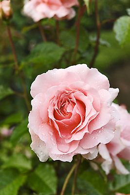 포토 JPG 해외이미지 식물 공원 꽃잎 꽃 분홍색 자연 사람없음 야외 물 장미 정원 물방울 꽃봉오리 해외202004 해외포토 자연요소 공공시설 컬러 생태계 파일형식 이미지허브