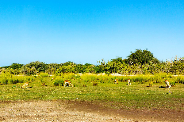 포토 JPG 해외이미지 나무 동물 응시 공원 아시아 도로 길 야생동물 섬 여행 백그라운드 자연 하늘 건조 국립공원 사람없음 가로 파란색 사막 황무지 사파리 영양 남쪽 내추럴 아랍에미리트 선로 전국 수평선 해외202004 해외포토 식물 시선 공공시설 나라 컬러 중동 교통시설 방향 생태계 파일형식 이미지허브