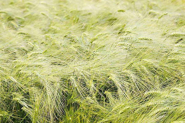 포토 JPG 해외이미지 식물 계절 음식 빵 줄기 백그라운드 밭 농업 자연 건조 건강 씨앗 풍경 사람없음 초록색 여름 농장 농경지 식사 수확 성장 가을 시골 낟알 시리얼 밀 보리 귀 장면 스파이크 밀짚 내추럴 바이오 숙성 호밀 해외202004 해외포토 산업 컬러 곡류 신체부위 짚 생태계 파일형식 이미지허브