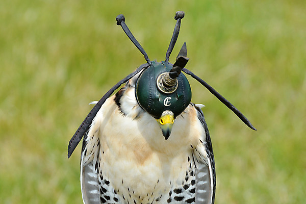 포토 JPG 해외이미지 동물 야생동물 자연 조류 서기 앉기 사람없음 검은색 흰색 먹이 가죽 깃털 부리 날카로움 육식동물 발톱 시각장애인 캡모자 힘찬 해외202004 해외포토 모자_잡화 컬러 컨셉 모션 발 장애인 생태계 파일형식 이미지허브