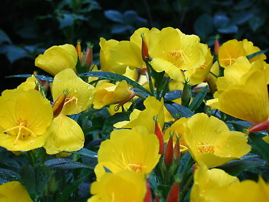 포토 JPG 해외이미지 식물 꽃잎 꽃 백그라운드 잎 자연 사람없음 초록색 정원 봄 벚꽃 종 흰색 개화 닫기 잡종 해외202004 해외포토 계절 컬러 모션 생태계 파일형식 이미지허브