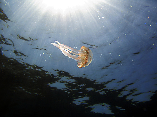 포토 JPG 해외이미지 동물 감정 파도 바다 자연 표면 휴식 사람없음 물 파란색 빛 태양 우주 바닷속 수영 화목 침묵 거품 젖음 광선 물방울 신선 액체 떨어짐 지중해 다이빙 가스 해파리 내추럴 깊이 생태학 스플래쉬 해외202004 해외포토 자연요소 교육 컬러 컨셉 수중 소리 수상스포츠 자포동물 생태계 수중스포츠 파일형식 이미지허브