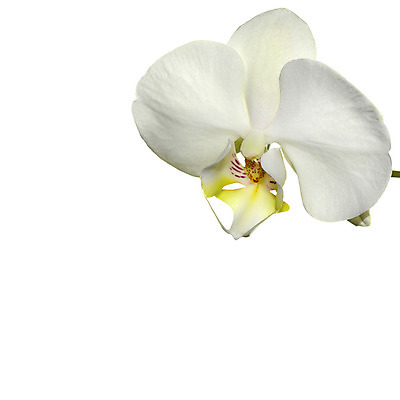 포토 JPG 해외이미지 식물 디자인 꽃잎 꽃 선 백그라운드 꽃무늬 패턴 자연 휴가 발렌타인데이 건강 선물 사랑 미술 사람없음 장식 초록색 파란색 빛 스파 봄 벚꽃 흰색 나뭇가지 신선 난초 모서리 심볼 순수 보케 호접란 고립 블러 이국적 파스텔톤 해외202004 해외포토 나무 계절 감정 컬러 컨셉 무늬 데이이벤트 문화예술 생태계 파일형식 이미지허브