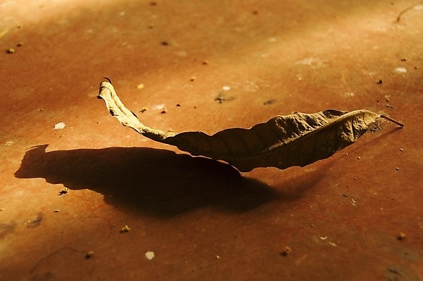 포토 JPG 해외이미지 나무 식물 1 계절 공원 백그라운드 잎 오렌지 자연 표면 건조 그림자 사람없음 야외 여름 빛 태양 갈색 환경 금속 정원 맑음 가을 묘사 부식 싱글 질감 가뭄 시트 내추럴 그런지 철강 해외202004 해외포토 자연요소 공공시설 컬러 과일 재질 날씨 생태계 파일형식 이미지허브