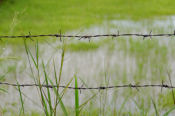 포토 JPG 해외이미지 선 백그라운드 밭 자연 풍경 사람없음 목재 초록색 물 울타리 금속 젖음 흰색 물방울 시골 이슬 요크셔테리어 철사 뿌연 옛날 해외202004 해외포토 자연요소 나무 컬러 농업 재료 재질 담장 테리어 생태계 파일형식 이미지허브