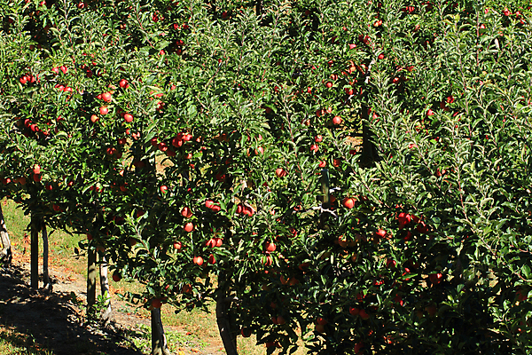 포토 JPG 해외이미지 나무 음식 잎 농업 과일 사람없음 빨간색 초록색 농작물 농장 성장 사과 과수원 해외202004 해외포토 식물 산업 컬러 파일형식 이미지허브
