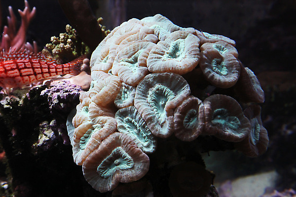 포토 JPG 해외이미지 사람없음 수중 닫기 수족관 해외202004 해외포토 모션 파일형식 이미지허브