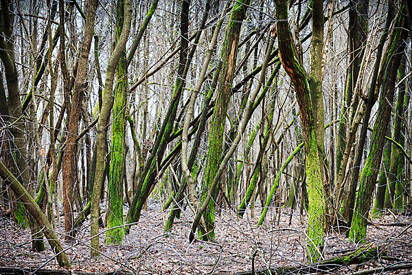 포토 JPG 해외이미지 나무 겨울 자연 풍경 사람없음 목재 초록색 추위 위험 버리기 문제 해외202004 해외포토 식물 계절 컬러 컨셉 재료 모션 생태계 파일형식 이미지허브