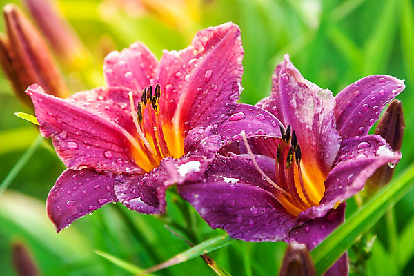 포토 JPG 해외이미지 식물 기념일 꽃 분홍색 꽃다발 백그라운드 잎 꽃무늬 휴가 사람없음 초록색 정원 벚꽃 축하 신선 우아함 닫기 떨어짐 이슬 묘사 해외202004 해외포토 컬러 컨셉 무늬 모션 이벤트 파일형식 이미지허브