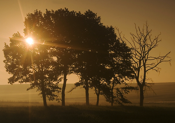 포토 JPG 해외이미지 나무 구름 계절 전통문화 밭 농업 오렌지 하늘 옥수수 풍경 사람없음 빨간색 초록색 여름 빛 햇빛 태양 농장 갈색 노란색 일출 보라색 추위 안개 가을 농촌 구멍 심플 조경 시에나 평야 해외202004 해외포토 자연요소 식물 전통 산업 문화 컬러 과일 자연 날씨 곡류 노을 시골 파일형식 이미지허브